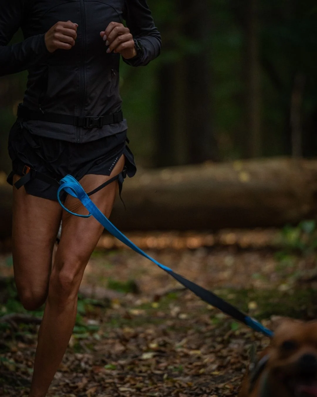 Team – lag om tre till fem personer med hund