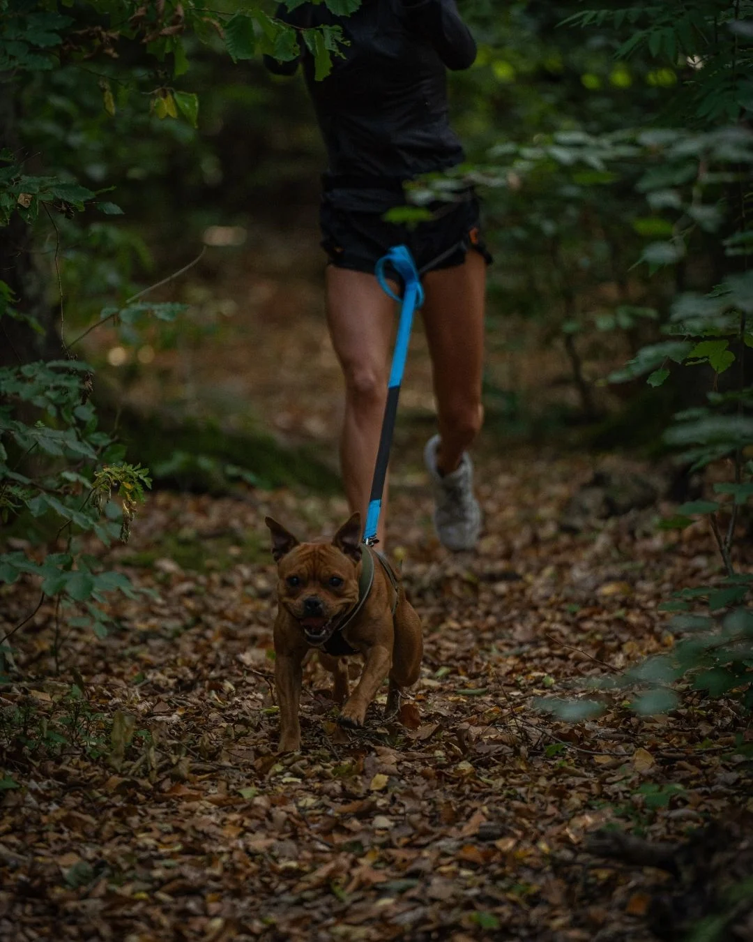 Youth – ungdom med hund och målsman